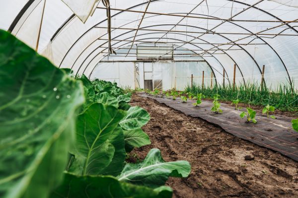 Greenhouse Demolition in Puyallup